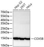 COX5B Antibody in Western Blot (WB)