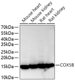 COX5B Antibody in Western Blot (WB)