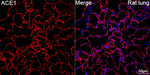 ACE Antibody in Immunohistochemistry (Paraffin) (IHC (P))