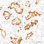 ACE Antibody in Immunohistochemistry (Paraffin) (IHC (P))
