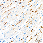 ACE Antibody in Immunohistochemistry (Paraffin) (IHC (P))
