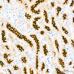 ACE Antibody in Immunohistochemistry (Paraffin) (IHC (P))