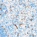 ACE Antibody in Immunohistochemistry (Paraffin) (IHC (P))