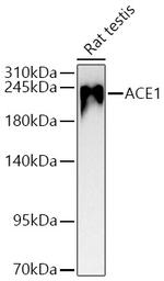 ACE Antibody in Western Blot (WB)