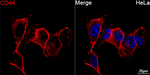 CD44 Antibody in Immunocytochemistry (ICC/IF)