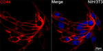 CD44 Recombinant Rabbit Monoclonal Antibody (2X5K5)