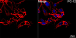 CD44 Antibody in Immunocytochemistry (ICC/IF)