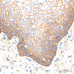 CD44 Antibody in Immunohistochemistry (Paraffin) (IHC (P))