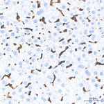 CD44 Antibody in Immunohistochemistry (Paraffin) (IHC (P))