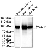CD44 Antibody in Western Blot (WB)