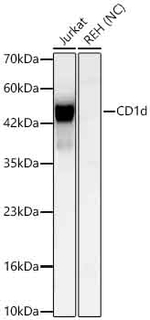 CD1d Antibody in Western Blot (WB)