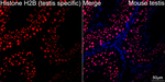 Histone H2B Recombinant Rabbit Monoclonal Antibody (2M2Z3)