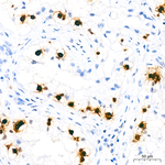 Histone H2B Antibody in Immunohistochemistry (Paraffin) (IHC (P))