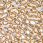 MTX2 Antibody in Immunohistochemistry (Paraffin) (IHC (P))