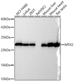 MTX2 Antibody in Western Blot (WB)