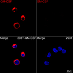 CSF2 Recombinant Rabbit Monoclonal Antibody (9H9Z7)