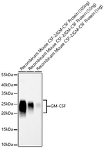 CSF2 Antibody in Western Blot (WB)