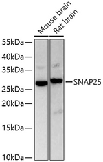 SNAP25 Antibody in Western Blot (WB)