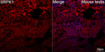 SRPK1 Recombinant Rabbit Monoclonal Antibody (7U8H8)