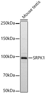 SRPK1 Antibody in Western Blot (WB)
