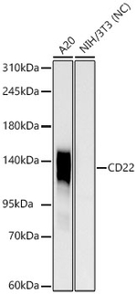 CD22 Antibody in Western Blot (WB)