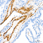 Calponin 1 Antibody in Immunohistochemistry (Paraffin) (IHC (P))