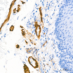 Calponin 1 Antibody in Immunohistochemistry (Paraffin) (IHC (P))