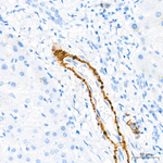 Calponin 1 Antibody in Immunohistochemistry (Paraffin) (IHC (P))