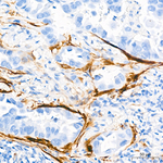Calponin 1 Antibody in Immunohistochemistry (Paraffin) (IHC (P))