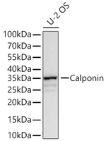 Calponin 1 Antibody in Western Blot (WB)