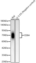 CD84 Antibody in Western Blot (WB)