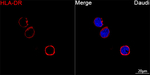 HLA-DR Antibody in Immunocytochemistry (ICC/IF)