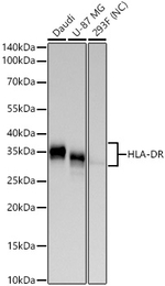 HLA-DR Antibody in Western Blot (WB)