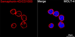 CD100 Recombinant Rabbit Monoclonal Antibody (5T5P8)
