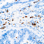 CD11b Recombinant Rabbit Monoclonal Antibody (6L5V5)