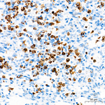 CD11b Antibody in Immunohistochemistry (Paraffin) (IHC (P))