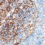 CD11b Antibody in Immunohistochemistry (Paraffin) (IHC (P))