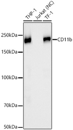 CD11b Antibody in Western Blot (WB)