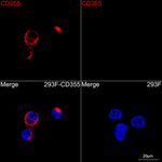 CD355 (CRTAM) Recombinant Rabbit Monoclonal Antibody (1M2B8)
