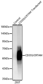 CD355 (CRTAM) Antibody in Western Blot (WB)