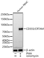 CD355 (CRTAM) Antibody in Western Blot (WB)