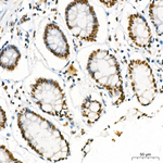 KPNA6 Antibody in Immunohistochemistry (Paraffin) (IHC (P))