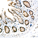 KPNA6 Antibody in Immunohistochemistry (Paraffin) (IHC (P))