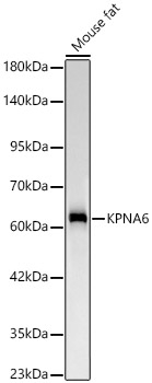 KPNA6 Antibody in Western Blot (WB)