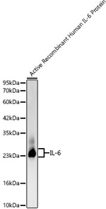 IL-6 Antibody in Western Blot (WB)