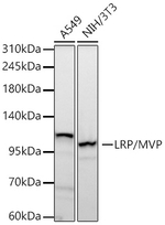 MVP Antibody in Western Blot (WB)