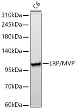 MVP Antibody in Western Blot (WB)