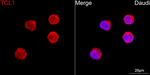 TCL1A Recombinant Rabbit Monoclonal Antibody (5B0N2)