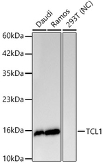 TCL1A Antibody in Western Blot (WB)