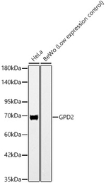 GPD2 Antibody in Western Blot (WB)